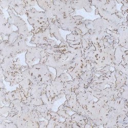 Пробка IberCork Лерида Невада в Екатеринбурге